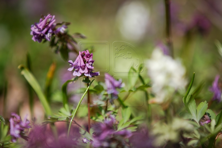 В Молдове весна вступила в свои права (ФОТОРЕПОРТАЖ)