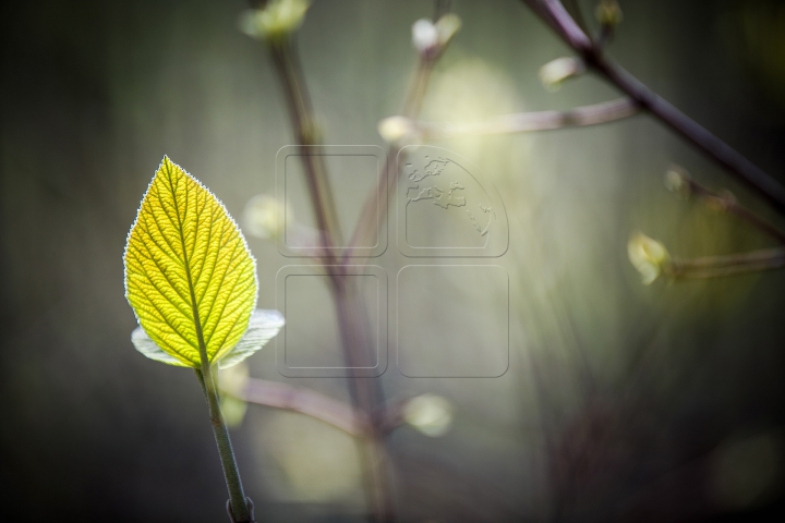 В Молдове весна вступила в свои права (ФОТОРЕПОРТАЖ)