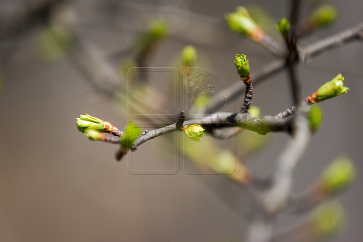 В Молдове весна вступила в свои права (ФОТОРЕПОРТАЖ)