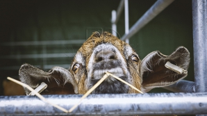 В частных хозяйствах Молдовы из-за прошлогодней засухи наблюдается меньше скота