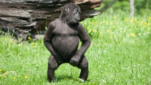 Видеоклип с вальсирующей гориллой взорвал интернет