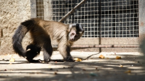 В столичном зоопарке появились на свет три детёныша кенгуру и малыш обезьяны-игрунки