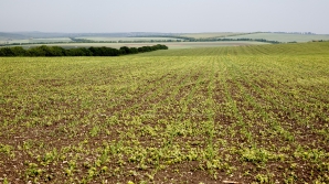 Земельный вопрос: 30 семей из села Деркауць Сорокского района не могут поделить участки