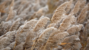 Объявлен желтый код метеоопасности из-за сильного ветра