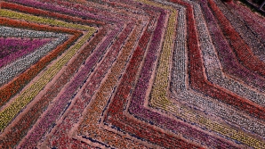 В цветочных парках Китая расцвели тюльпаны (ФОТО)