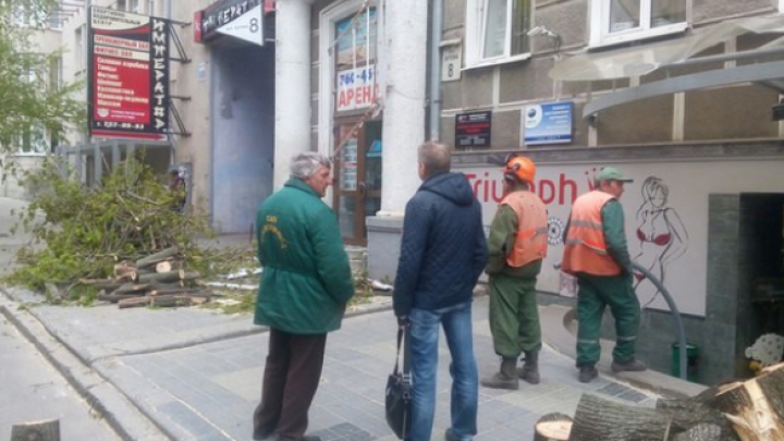 В Харькове упавшее дерево травмировало женщину (ФОТО)