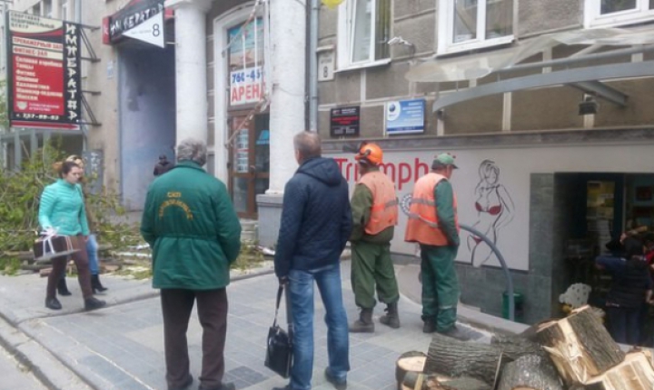 В Харькове упавшее дерево травмировало женщину (ФОТО)