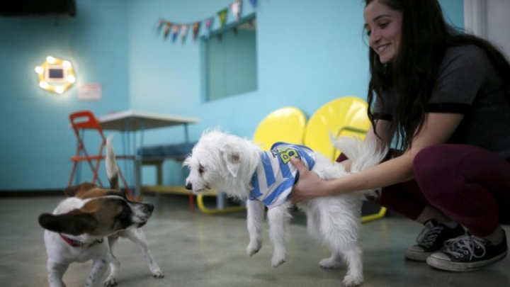 В США открылось первое собачье кафе