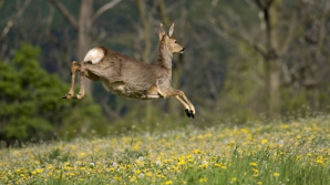 К жительнице Фэлештского района приблудилась косуля