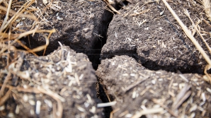 Берегите воду: в Молдове продлили жёлтый код опасности в связи с засухой