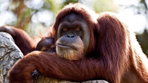 Немецкий зоопарк открыл службу видеознакомств для орангутанов