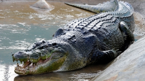 Аллигатор утащил под воду ребенка в парке развлечений Walt Disney