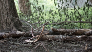 Шквалистый ветер повалил деревья на трехкилометровом участке трассы в Единцах (ВИДЕО)