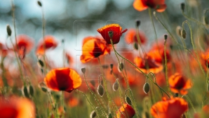 Пограничники нашли более 600 маковых кустов во дворе дома Каушанского района