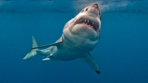 Впервые в истории засняли, как спит большая белая акула (ВИДЕО)