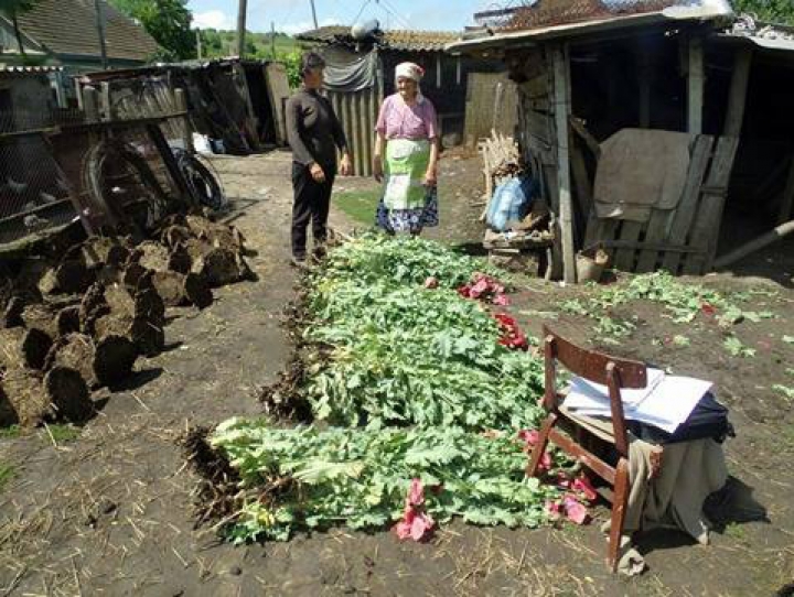 Полицейские изъяли 1800 маковых растений у двух жителей Оргевского и Единецкого района (ФОТО)