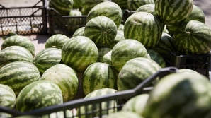 В Молдове уничтожены овощи и фрукты с повышенным содержанием нитратов и пестицидов