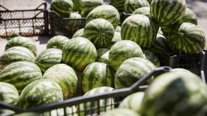 В продаже появились первые молдавские арбузы