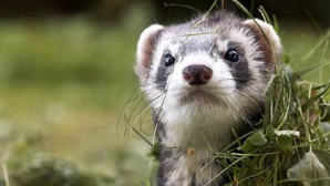 Хорьки объявили охоту на кур в селе Валя-Трестиень Ниспоренского района