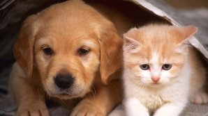 В Польше открыли центр переливания крови для четвероногих 