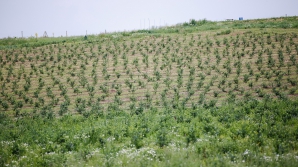 Кабмин увеличил объем субсидий на поддержку молодых фермеров