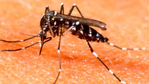 В Румынии появились комары-переносчики вируса Зика