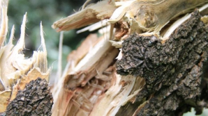 Старый тополь упал на территории столичного детского сада