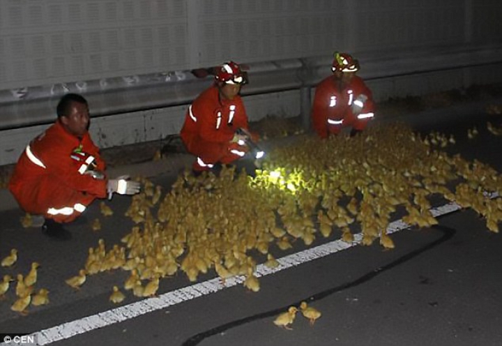 В Китае 10 тысяч утят оказались на свободе из-за ДТП (ФОТО)