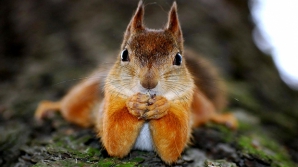 Камера показала мир глазами белки (ВИДЕО)