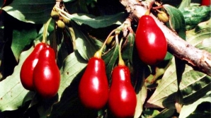 Дождливая весна погубила урожай садового кизила 