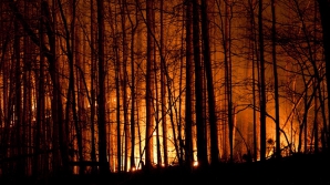 За сутки в Молдове сгорели 260 гектаров сухостоя и 40 гектаров леса