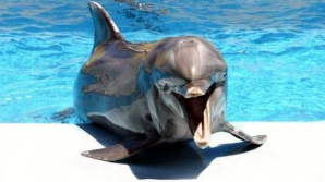 Дельфин ограбил посетительницу аквапарка (ВИДЕО)