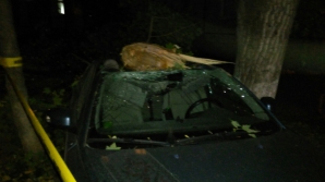 Ночной ветер сломал ветку дерева, которая повредила все вокруг