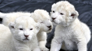 В польском зоопарке родились белые львята