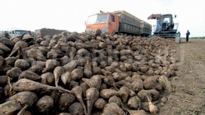 На севере страны начали уборку сахарной свёклы