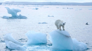 Экологи всего мира обеспокоены возможными последствиями глобального потепления 