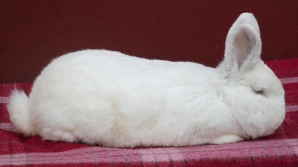 Бизнес на кроликах принес неплохие доходы уроженцу Хынчештского района 