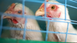 Молдове угрожает птичий грипп: ветеринары призывают провести вакцинацию домашней птицы 