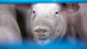 Комиссия по ЧС утвердила план мер по недопущению распространения свиной чумы