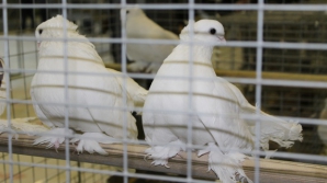 В столице прошла выставка редких пород голубей