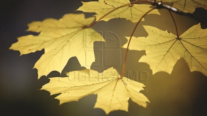 11 октября в Кишинёве термометры покажут 12 градусов тепла