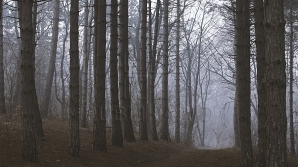 Выходные начнутся туманами и дождями