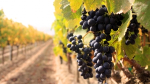 Молдова заняла 20 место в списке мировых производителей вина