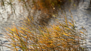 Объявлен жёлтый код метеоопасности из-за сильного ветра  