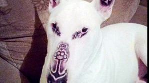 Сделавшего своему псу татуировки мужчину обвинили в жестокости