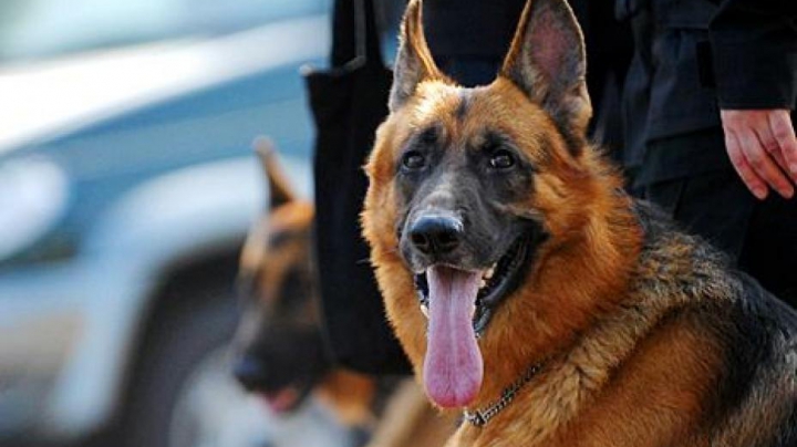 Служебная собака леушенской таможни унюхала партию экстази в машине