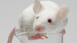 Мыши помогли найти способ омолодиться