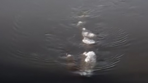 Житель Аляски заснял загадочное 5-метровое существо