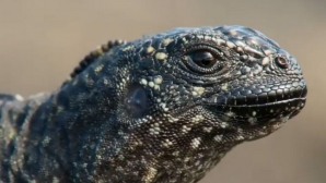 Триллер года: спасение новорожденной игуаны от стаи змей