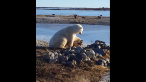 В Сети набирает популярность ролик с медведем, который гладит пса